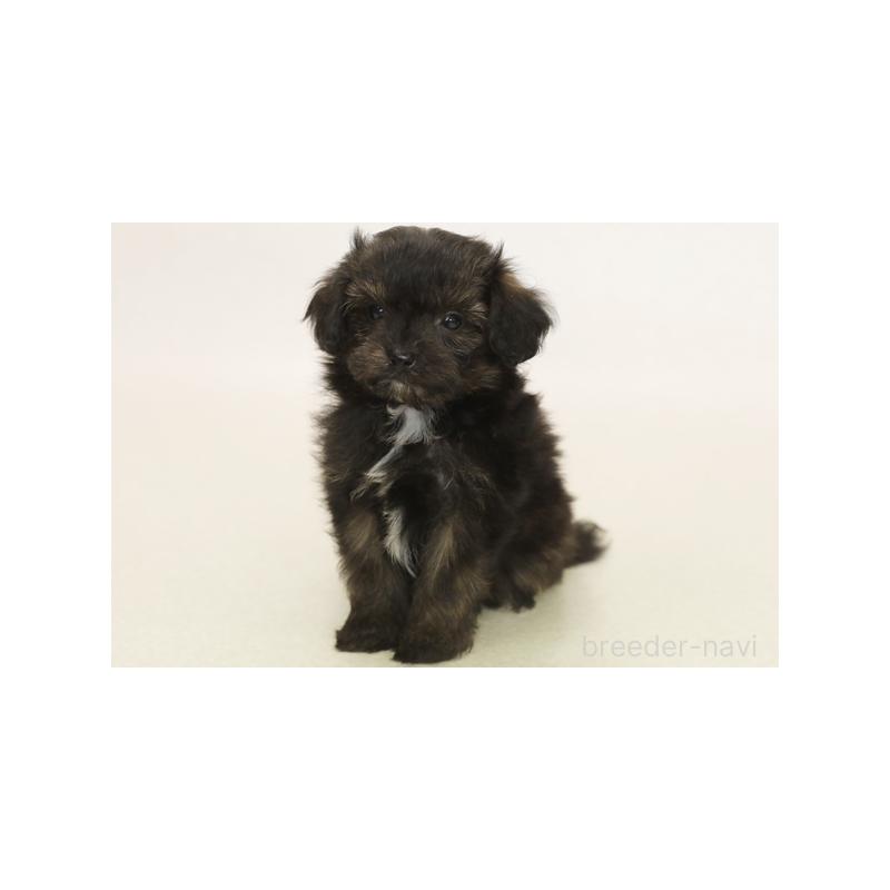 販売中の神奈川県のミックス犬-394428